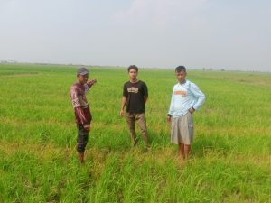Petani Padi Desa Sukaringin Kini Lega, Sawahnya Mulai Dialiri Air dari Irigasi